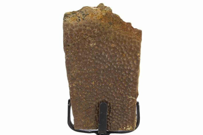 Fossil Turtle Shell Section w/ Metal Stand - South Dakota #340096